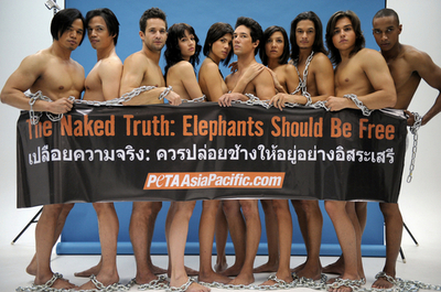 「ゾウに自由を」、タイでPETAがポスター撮影