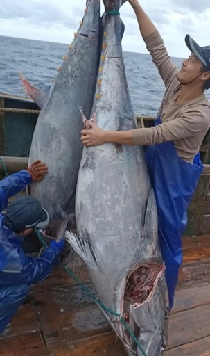 中国浙江省の漁師「巨大マグロ」2尾を捕獲