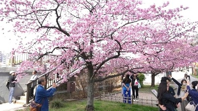 動画:桜の季節到来 東京を華やかに彩るピンク色