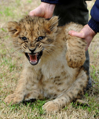 ライオン夫婦、10年越しの待望の赤ちゃんは四つ子 ウルグアイ