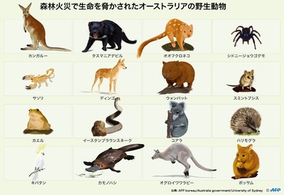 【図解】森林火災で生命を脅かされたオーストラリアの野生動物