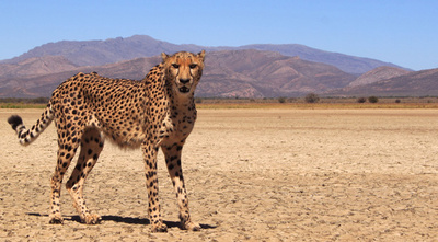 空軍基地の放し飼いチーター、女性兵士を襲う 南ア