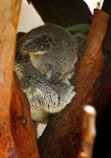 就寝時間が遅い若者はうつ病のリスクが高い、米研究