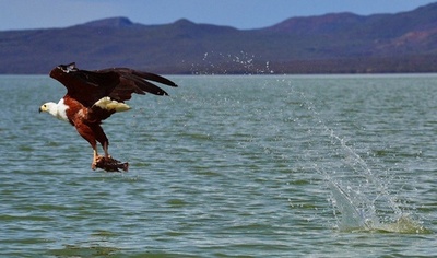 個体数減少の危機にあるケニアのサンショクウミワシ