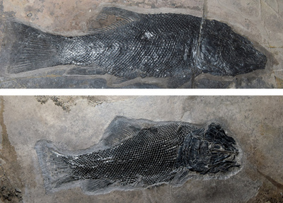 世界で最も完全な「全骨類」魚類の進化系統樹を作成