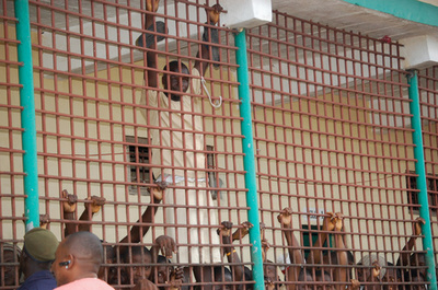 「適応者だけが生き残るジャングル」 シエラレオネの劣悪な刑務所、改善の動きも