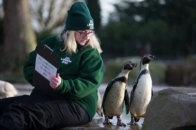新年恒例の個体数調査始まる、英ロンドン動物園
