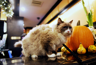 米NY老舗ホテルの名物ネコ、衛生条例で「囚われの身」に