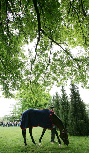 馬はフルーツを食べていた、歯の化石を調査 米研究