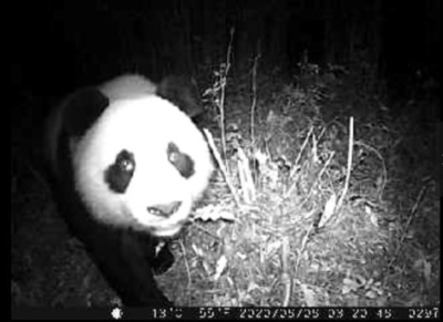 赤外線カメラで野生パンダを撮影 四川省のパンダ国家公園