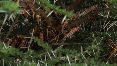 バッタの大群がケニアに襲来、食料安全保障に深刻な脅威