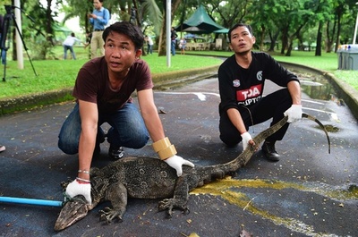 ファンも多いけど… オオトカゲ急増で捕獲作戦決行 タイ