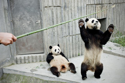 パンダに囲まれる夢のような生活、中国内外から飼育員6人募集