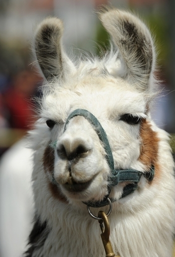 恋に臆病な？ラマが高速道路を暴走 ドイツ