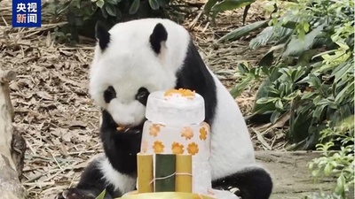 シンガポールで暮らすジャイアントパンダ・カイカイ（凱凱）が19歳の誕生日