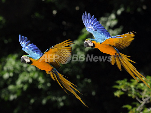 色鮮やかなオウム マドリードの動物園 写真5枚 ファッション ニュースならmode Press Powered By Afpbb News