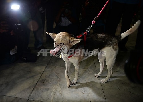 顔面失った英雄犬 治療終えフィリピンに帰国 写真13枚 ファッション ニュースならmode Press Powered By Afpbb News