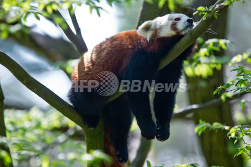 春だもの くつろぐ動物たち ドイツ 写真6枚 ファッション ニュースならmode Press Powered By Afpbb News