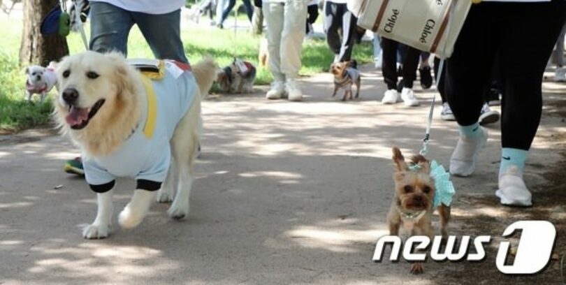 ウォーキング大会に参加したペット犬と飼い主たち(c)news1