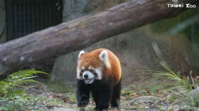 上海と台北の動物園がレッサーパンダのパートナー探しで協力・中国