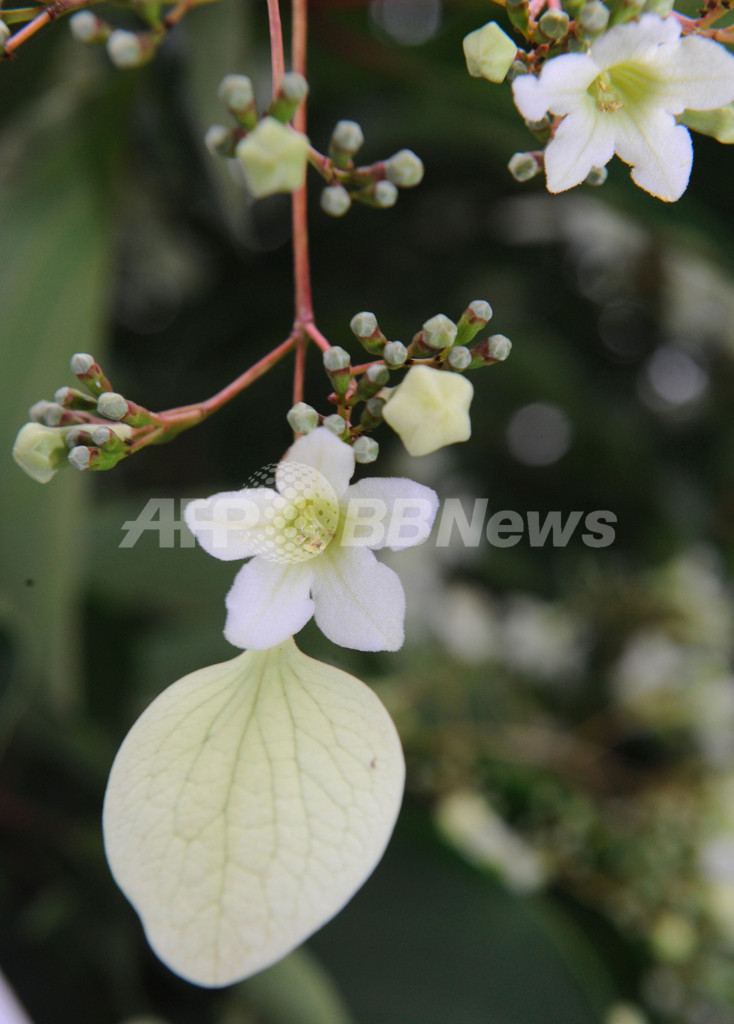 希少な「香果樹」の白い花が見ごろ、ベルギー