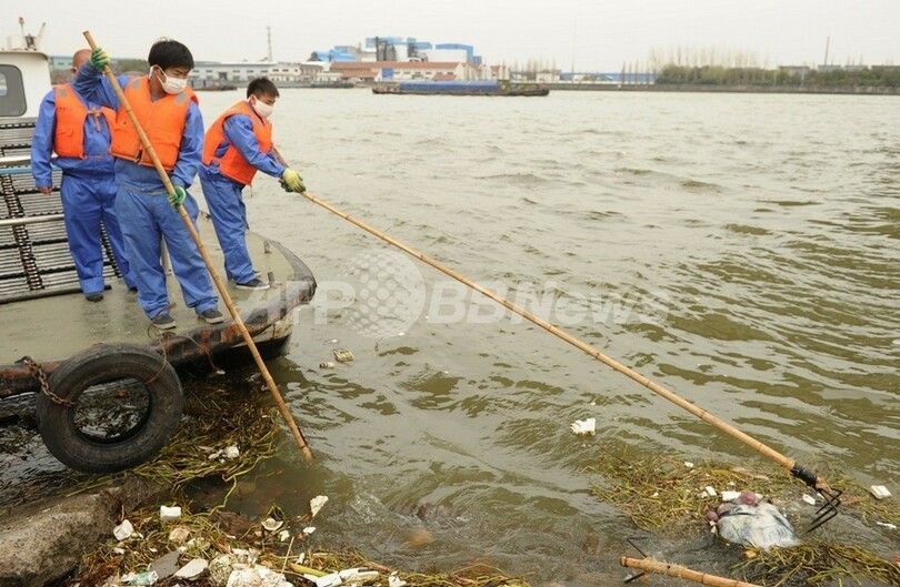 上海ブタ大量死 死骸1万3000匹以上回収 写真1枚 国際ニュース Afpbb News