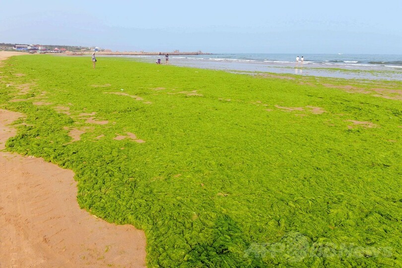 まるで芝生、海岸を埋め尽くす藻 中国