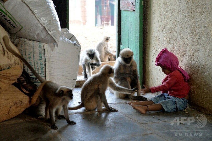2歳男児とサルの群れの友情が話題、毎日欠かさず遊びに インド