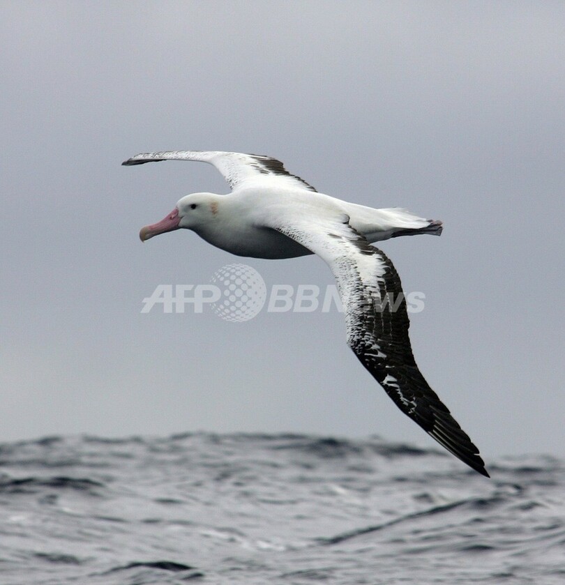 鳥の羽で120年間の水銀汚染を調査、米研究
