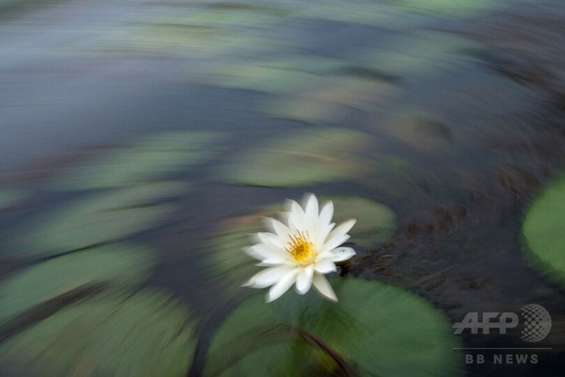 【AFP記者コラム】タイの湖から聖なる花、ハスの季節