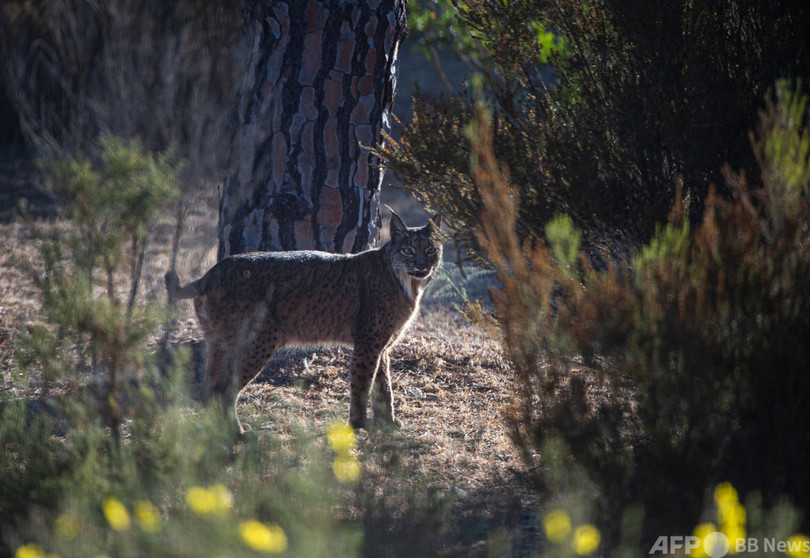 イベリアオオヤマネコを絶滅から救う捕獲飼育作戦 スペイン 写真25枚 国際ニュース Afpbb News