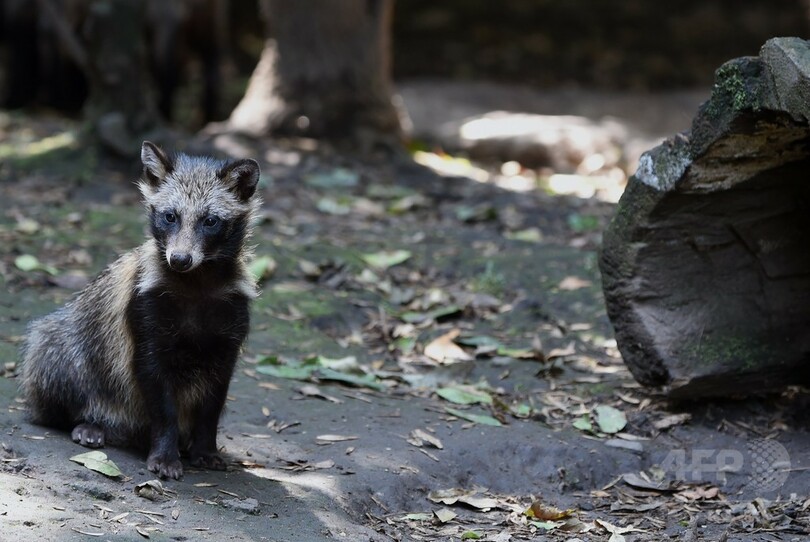 メキシコ動物園でタヌキの赤ちゃん9匹誕生、両親は日本出身 ...