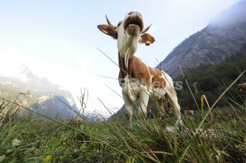 ひと夏越えて牛たちが山からの里帰り、ドイツ