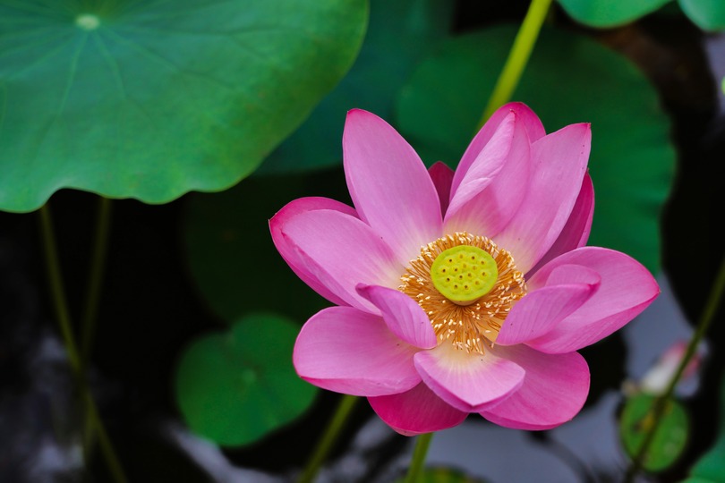 夏の風物詩 一面に咲き誇るハスの花 北京市北海公園 写真10枚 国際ニュース Afpbb News