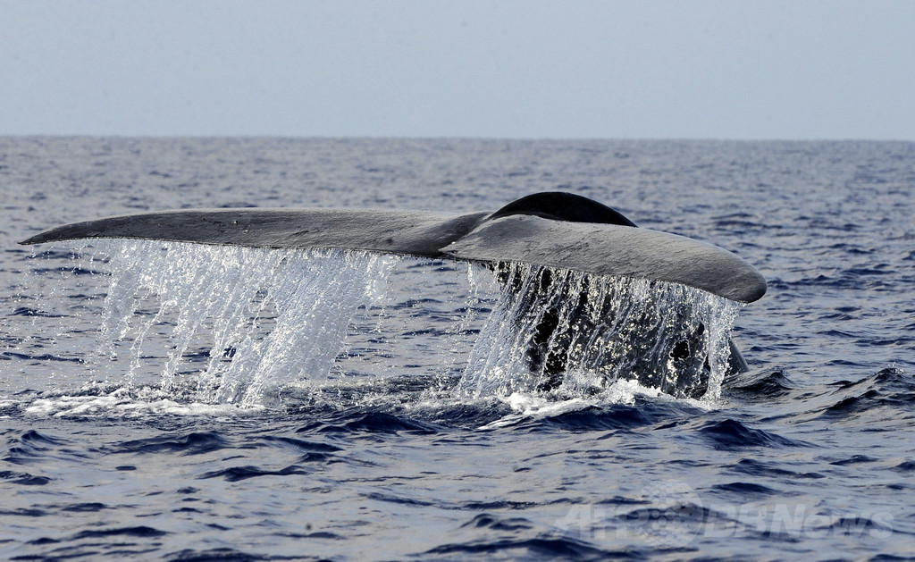 カナダ海岸でクジラ爆発を心配する声、メタンガスで2倍に膨張 カナダ海岸でクジラ爆発を心配する声、メタンガスで2倍に膨張