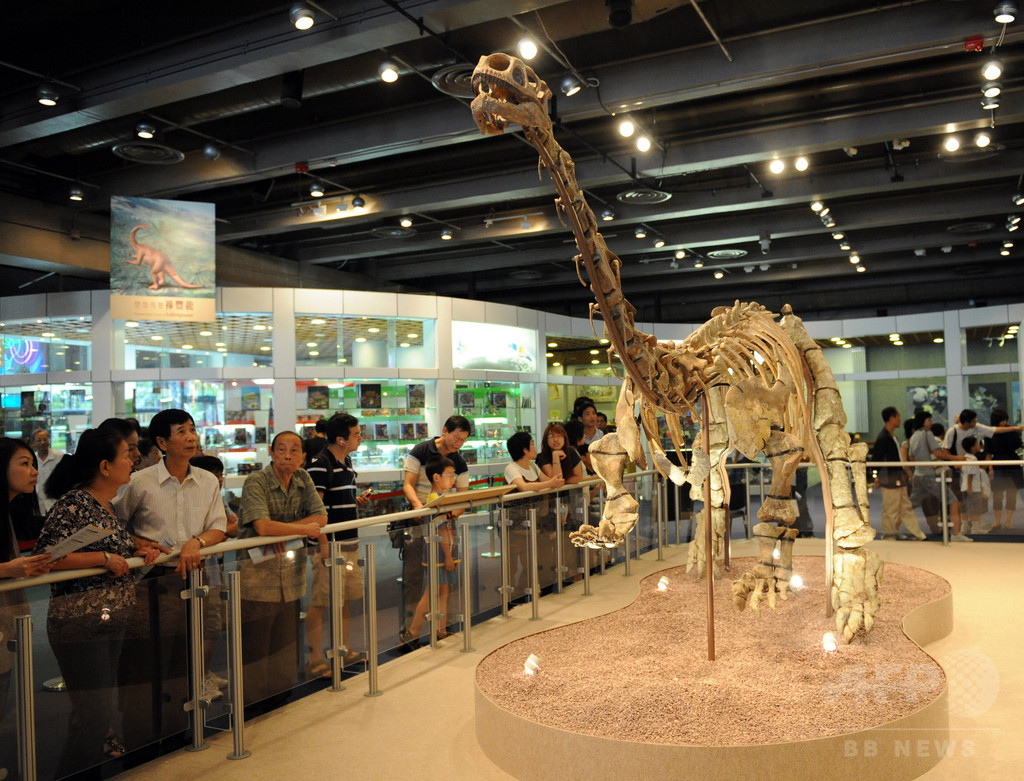 最古の軟組織の痕跡発見、1億9500万年前の恐竜の肋骨から 研究 写真1枚 国際ニュース：AFPBB News