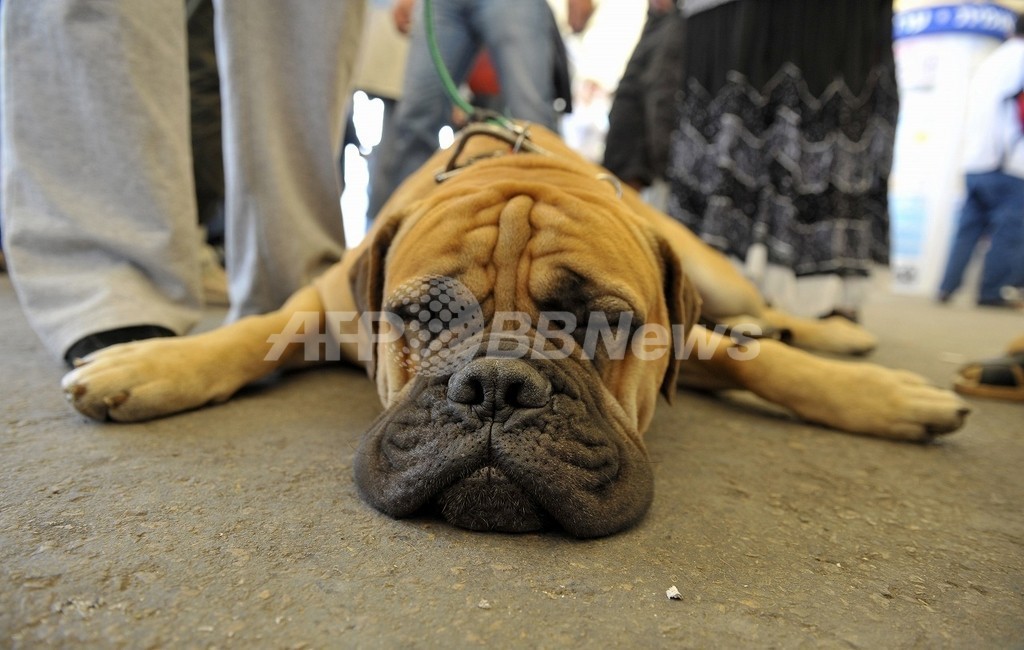 イヌも不公平に扱われると嫉妬する ウィーン大学が実験 写真1枚 国際ニュース Afpbb News