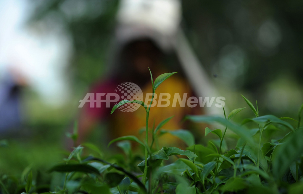 4県で茶葉の出荷停止、規制値超える放射性セシウム検出 4県で茶葉の出荷停止、規制値超える放射性セシウム検出
