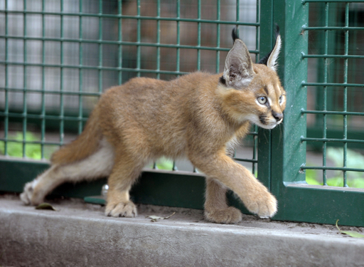 カラカルの赤ちゃん リリー 写真4枚 国際ニュース Afpbb News