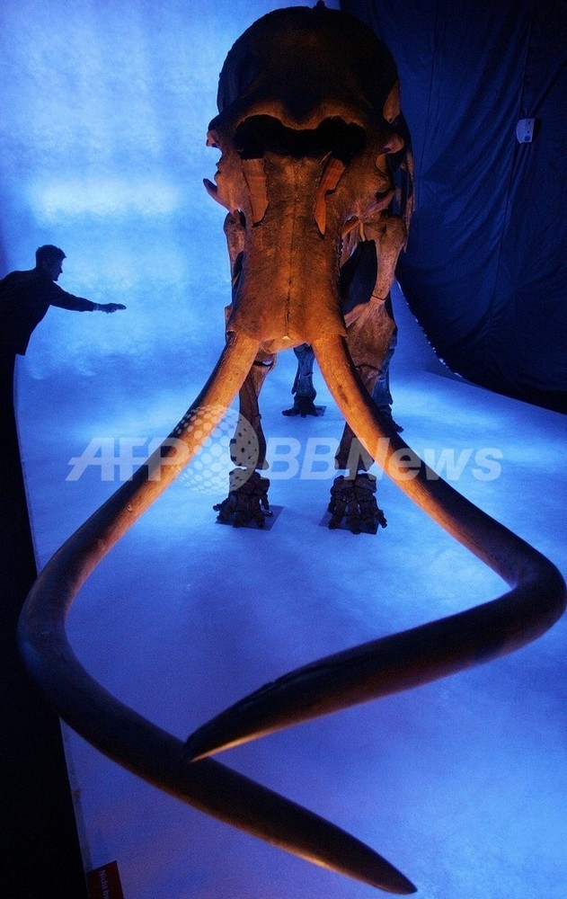 100万年前のマンモスの骨格化石を発見、セルビア 写真1枚 国際ニュース