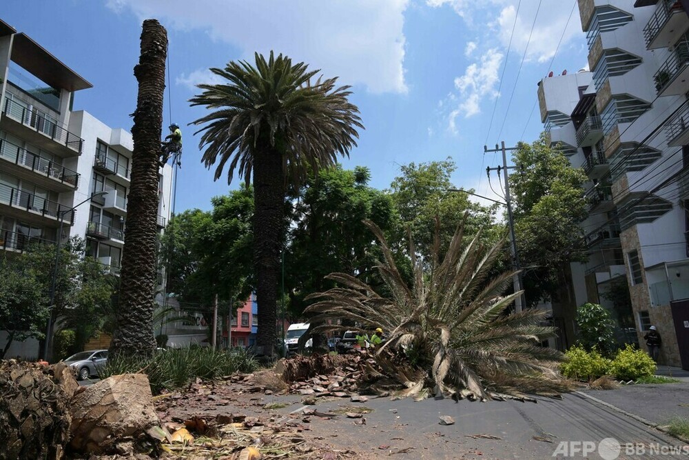 メキシコ市の象徴「ヤシの木」撤去 気候変動と食害で 写真23枚 国際