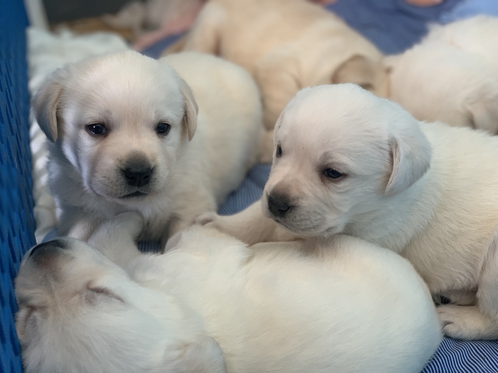 中国初の盲導犬訓練施設 視覚障害者に希望与えた14年の軌跡 写真8枚 国際ニュース Afpbb News