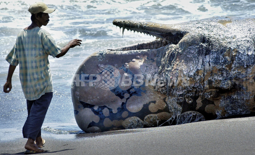 全長7メートルのマッコウクジラ、浜に打ち上げられる - インドネシア