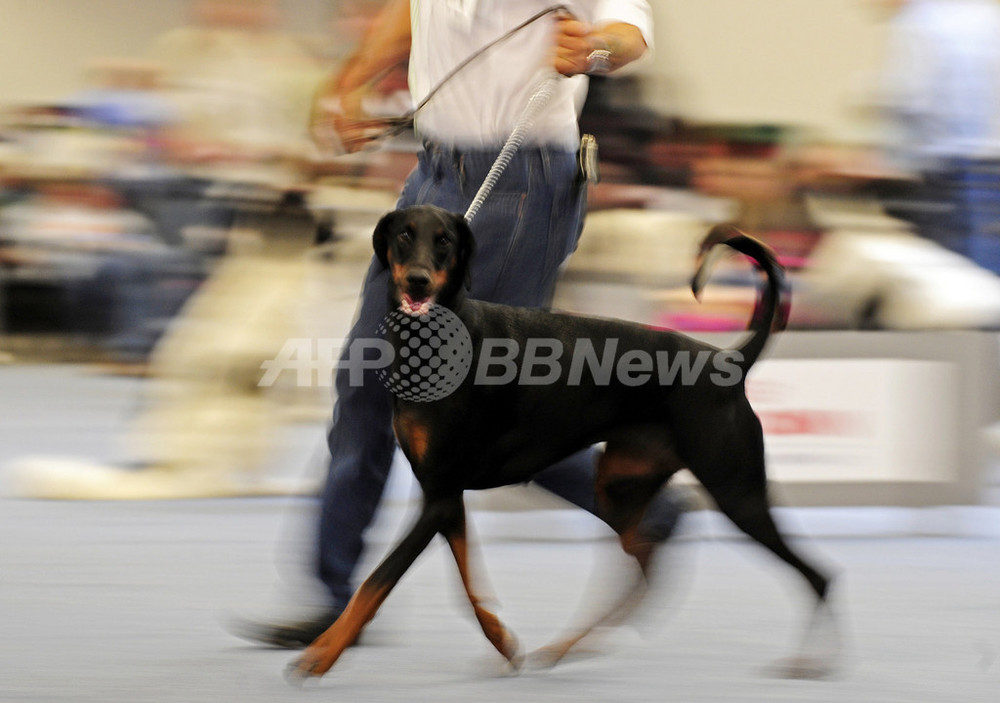 イヌの 断耳 禁止へ カナダ マニトバ州 写真1枚 国際ニュース Afpbb News