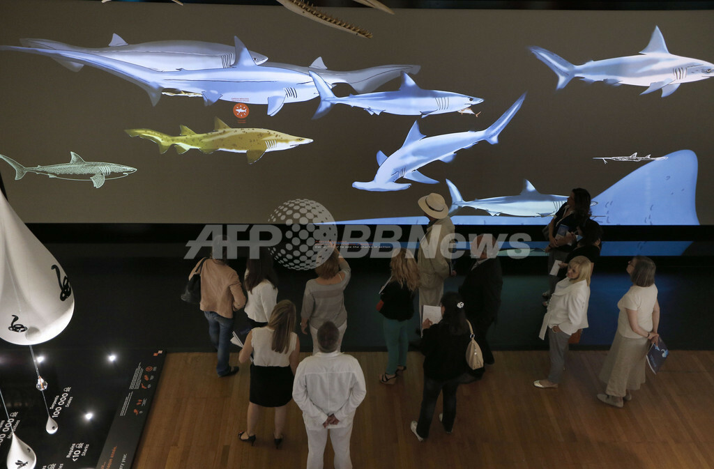 モナコでサメ展 世界海洋デーに開幕 国際ニュース Afpbb News