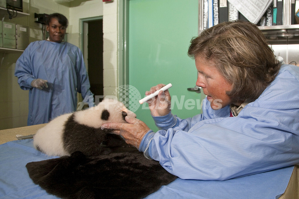 米サンディエゴ動物園の赤ちゃんパンダ 目が見え始める 国際ニュース Afpbb News
