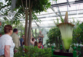 フランス西部の国立ブレスト植物園（Brest National Botanic Conservatory）で、世界最大の花、スマトラオオコンニャク（別名：ショクダイオオコンニャク、Amorphophallus titanum）の花が開き始めた。スマトラ（Sumatra）島の熱帯雨林に自生するこの花は著しい悪臭を放つことから「死体花」とも呼ばれる。フランスでスマトラオオコンニャクが見られるのはブレスト植物園だけ（2009年6月28日公開）。(c)AFP/CONSERVATOIRE BOTANIQUE NATIONALE DE BREST/LOIC RUELLAN