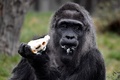 ドイツ首都のベルリン動物園で、バースデーケーキを食べる欧州最高齢のゴリラ、ファトゥ（2018年4月13日撮影）。(c)AFP PHOTO / John MACDOUGALL
