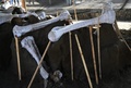 メキシコ・スンパンゴで発見されたマンモスの骨（2020年9月8日撮影）。(c)RODRIGO ARANGUA / AFP