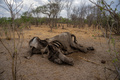 ジンバブエのワンゲ国立公園で、干ばつの犠牲となったゾウの死骸（2019年11月12日撮影、資料写真）。(c)ZINYANGE AUNTONY / AFP